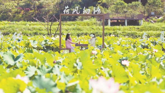荷塘美景迎客來