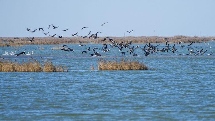 中國(guó)之城丨山東東營(yíng)：河海交匯的濕地之城