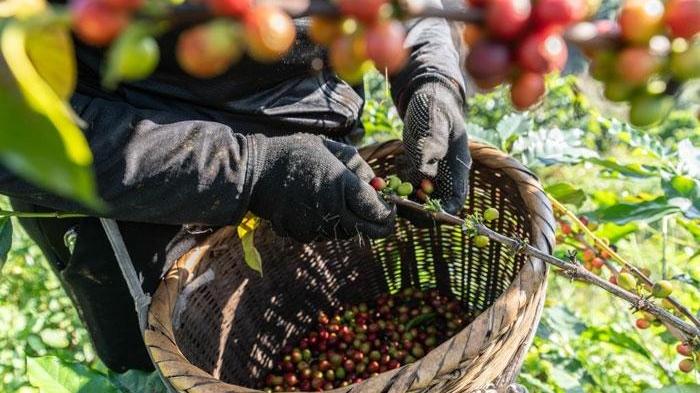 云南保山：咖啡進(jìn)入收獲季