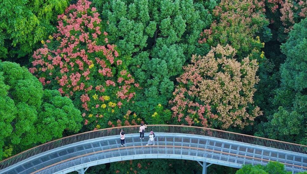 一樹欒花一樹秋 泉州市區(qū)大坪山欒樹花開成海